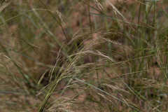Poaceae