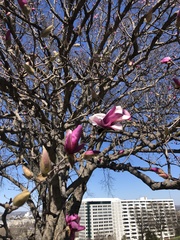 Magnolia