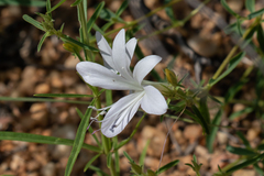 Barleria pretoriensis