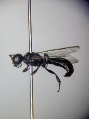 Crossocerus nigritus