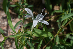 Barleria pretoriensis