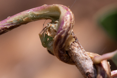 Araneae