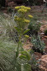 Angiospermae