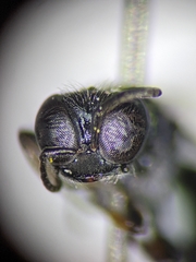 Crossocerus nigritus