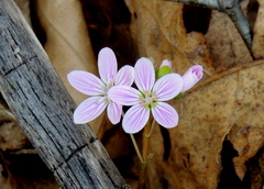 Claytonia