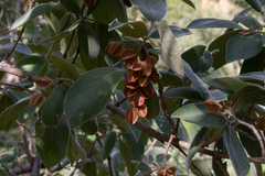 Combretum molle