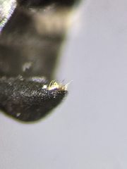 Crossocerus nigritus