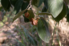 Combretum molle