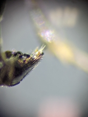 Crossocerus nigritus