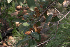 Combretum molle