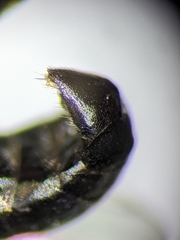 Crossocerus nigritus
