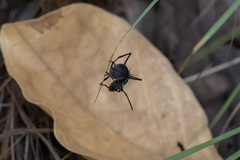 Polyrhachis schistacea
