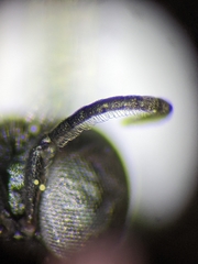 Crossocerus nigritus