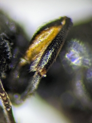 Crossocerus nigritus