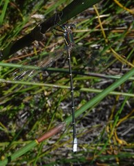 Chlorolestes conspicuus