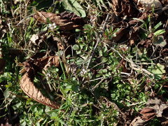 Cardamine hirsuta
