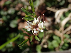 Cardamine hirsuta