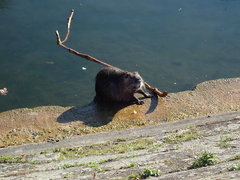 Myocastor coypus