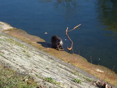 Myocastor coypus