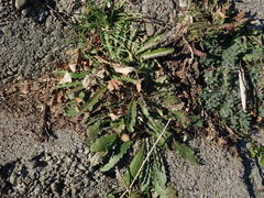 Picris hieracioides