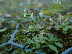 Draba verna