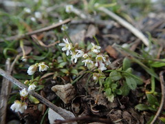 Draba verna