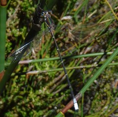Chlorolestes conspicuus