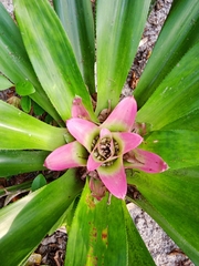 Nidularium innocentii