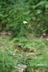 Equisetum pratense image