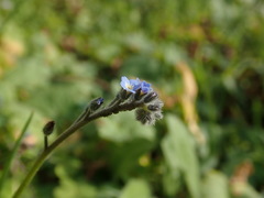 Myosotis arvensis