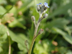 Myosotis arvensis
