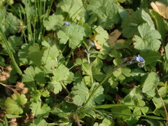 Myosotis arvensis