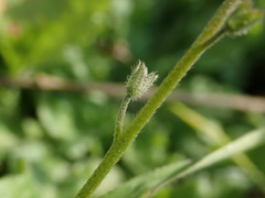 Myosotis arvensis