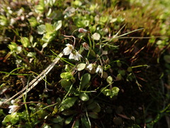 Draba verna