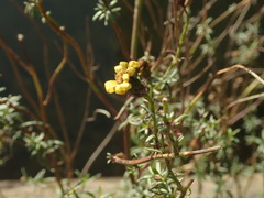 Senecio inaequidens