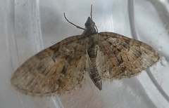 Lepidoptera