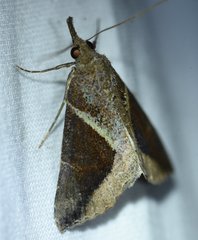 Hypena subidalis