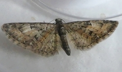 Lepidoptera