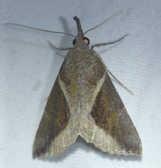 Hypena subidalis