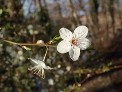 Prunus cerasifera