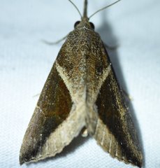 Hypena subidalis