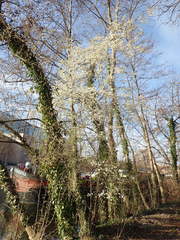 Prunus cerasifera