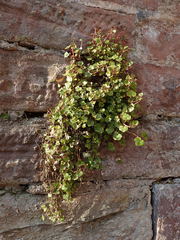 Cymbalaria muralis