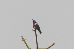 Cinnyris coccinigastrus