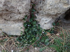 Cymbalaria muralis