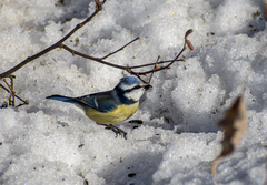 Cyanistes caeruleus