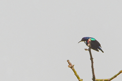 Cinnyris coccinigastrus