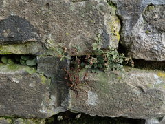 Asplenium ruta-muraria