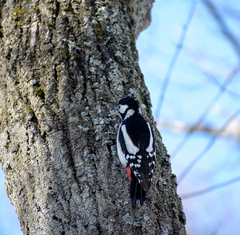 Dendrocopos major
