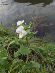 Arabis caucasica